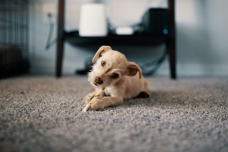 Carpet Cleaning Kingston